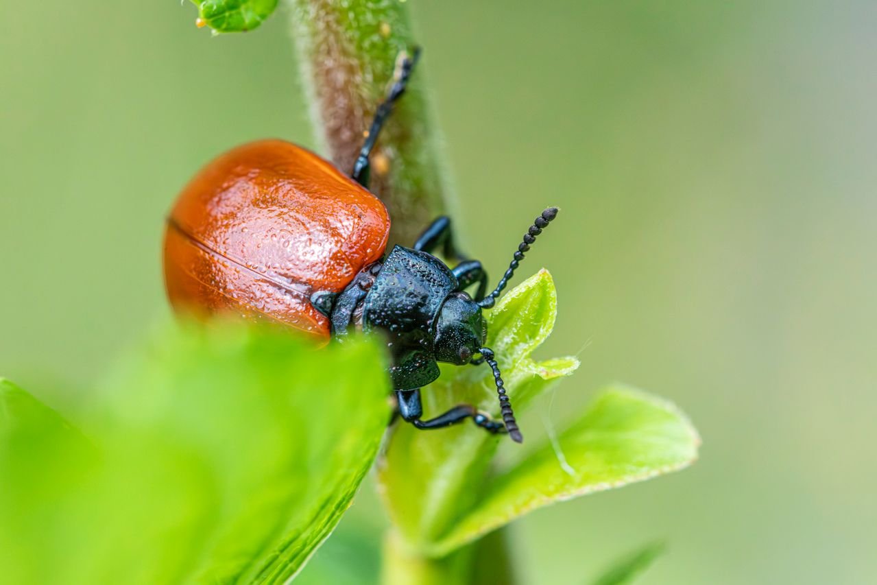 global warming pests food crisis